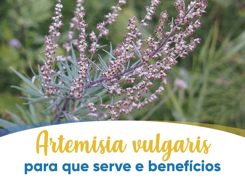 Artemisia vulgaris: para que serve e benefícios